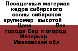 Посадочный материал кедра сибирского (сосны сибирской) крупномер, высотой 3-3.5  › Цена ­ 19 800 - Все города Сад и огород » Интерьер   . Ивановская обл.